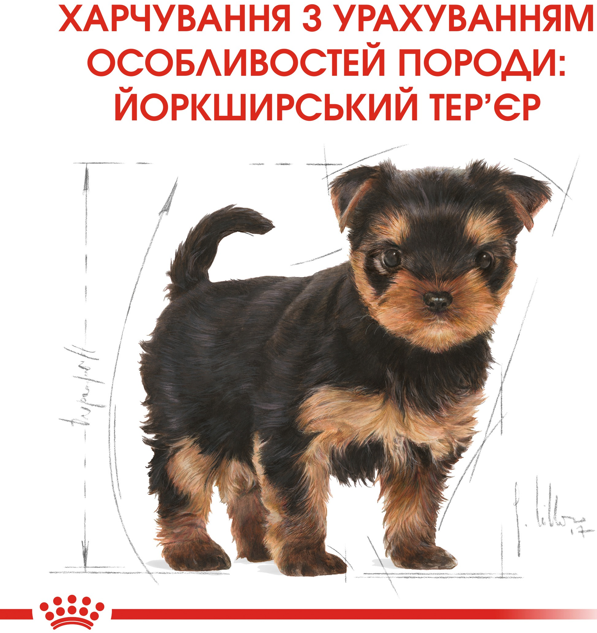 Сухой корм для щенков породы Йоркширский-терьер Royal Canin Yorkshire Puppy 0.5кг фото 6