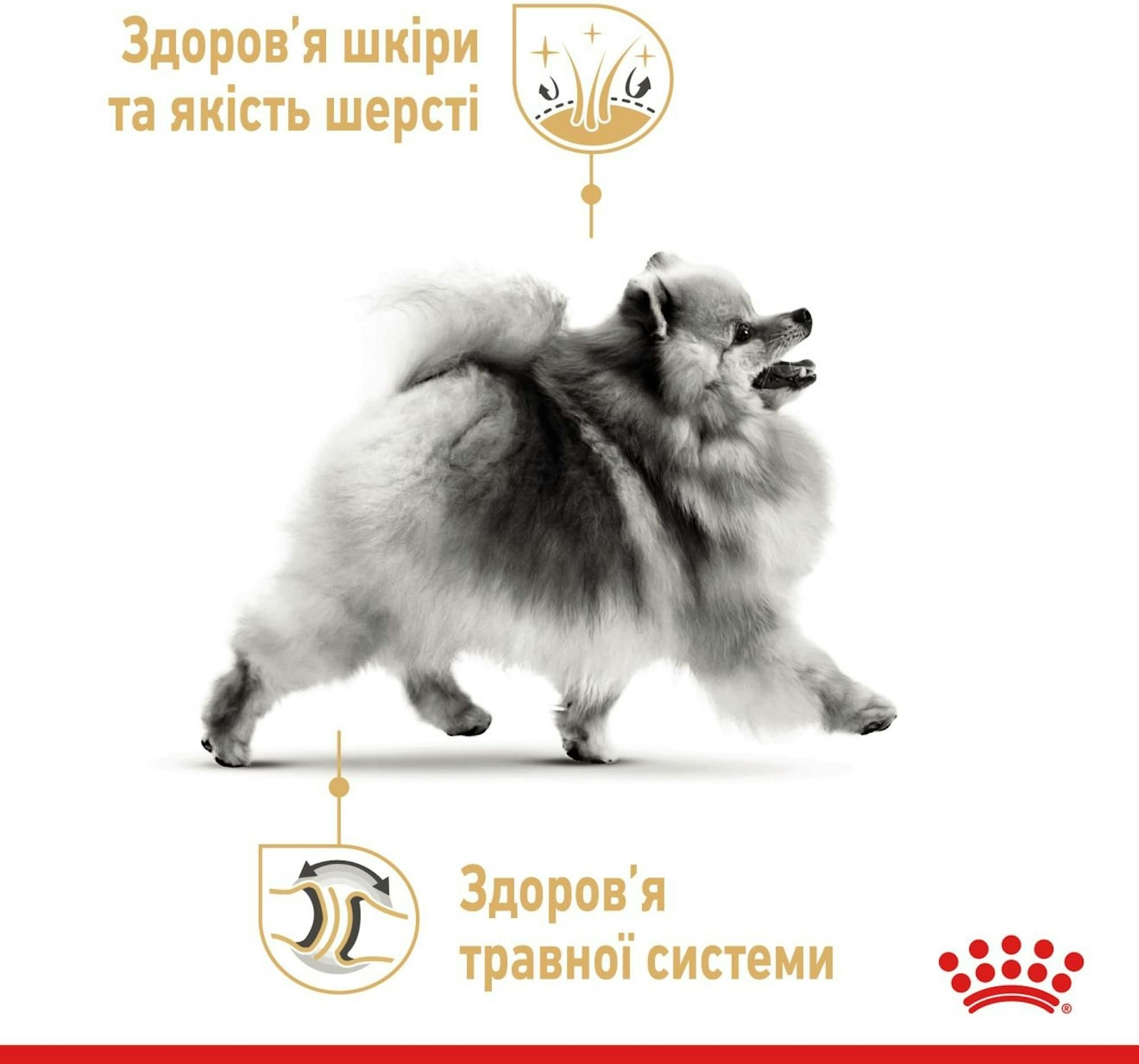 Вологий корм для собак породи Померанський шпіц Royal Canin Pomeranian Adult 85гфото3