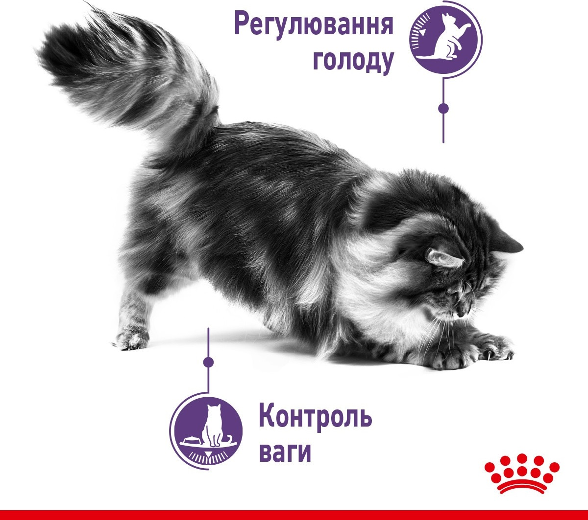 Сухой корм для стерилизованных кошек Royal Canin Appetite Control для контроля аппетита 2кг фото 3