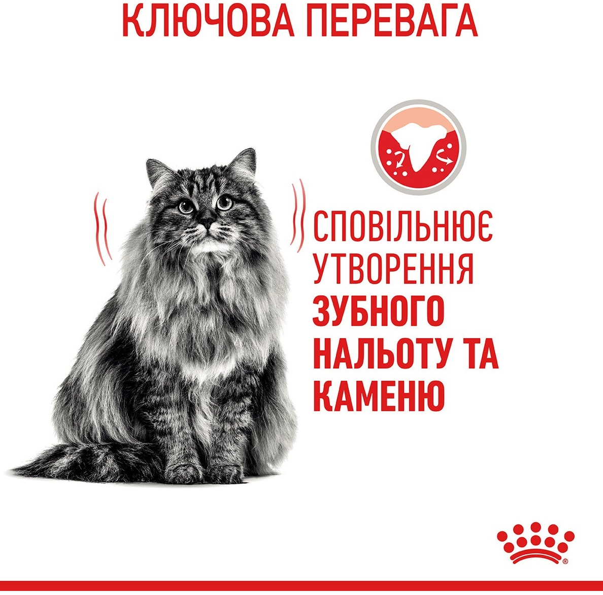 Сухой корм для котов Royal Canin Dental Care для уменьшения образования зубного налета и камня 400г фото 3