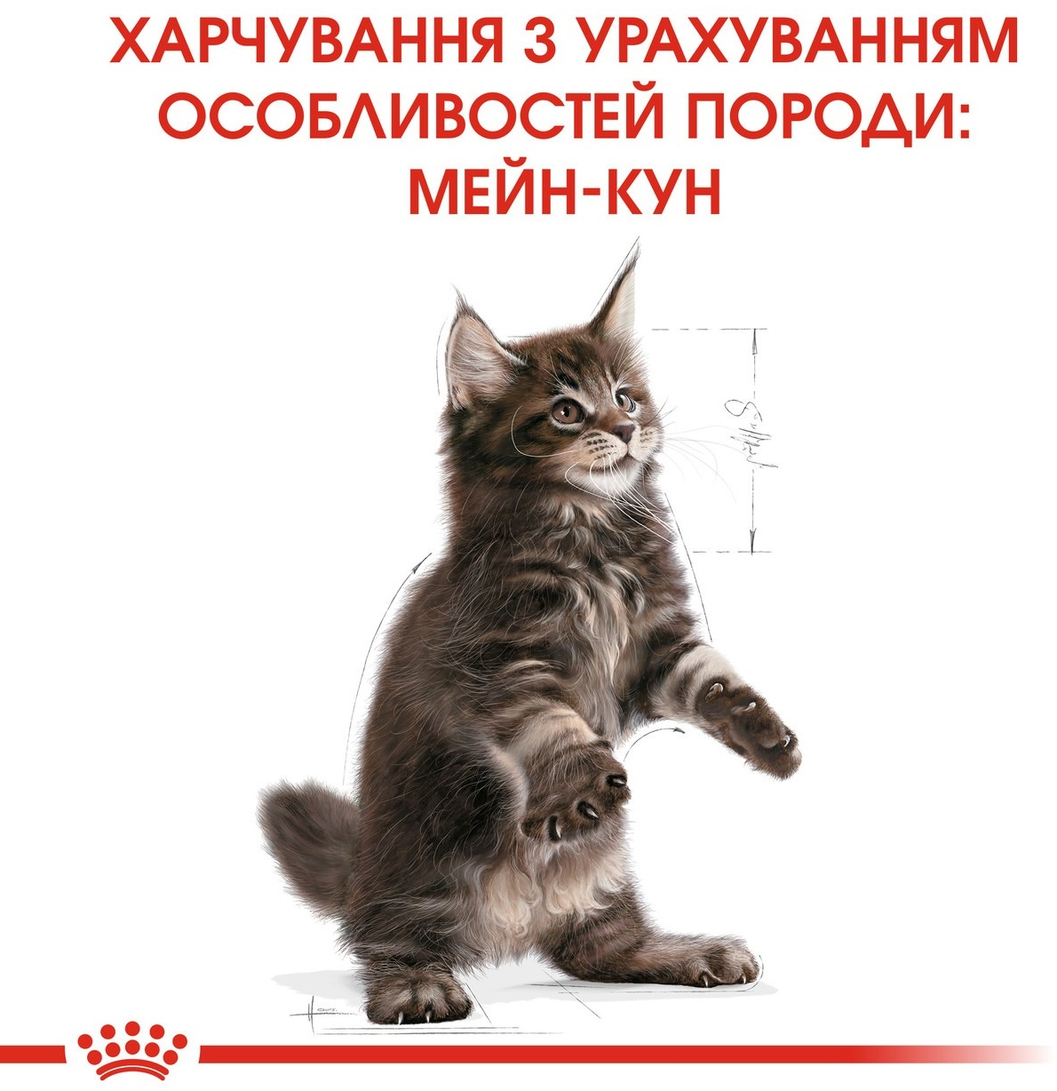 Сухий корм для кошенят породи Мейн-Кун Royal Canin Mainecoon Kitten 400гфото3