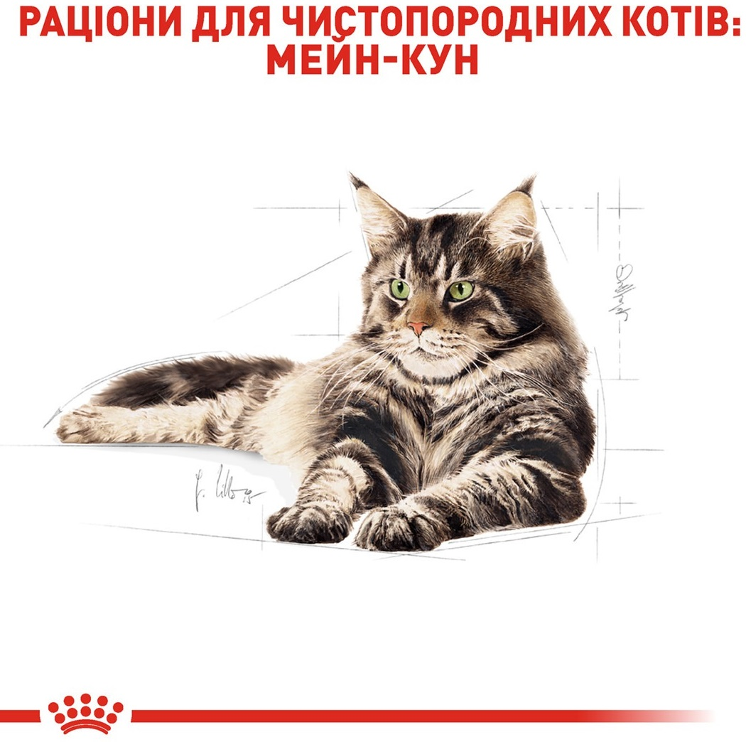 Сухий корм для котів породи Мейн-Кун Royal Canin Mainecoon Adult 2кгфото3