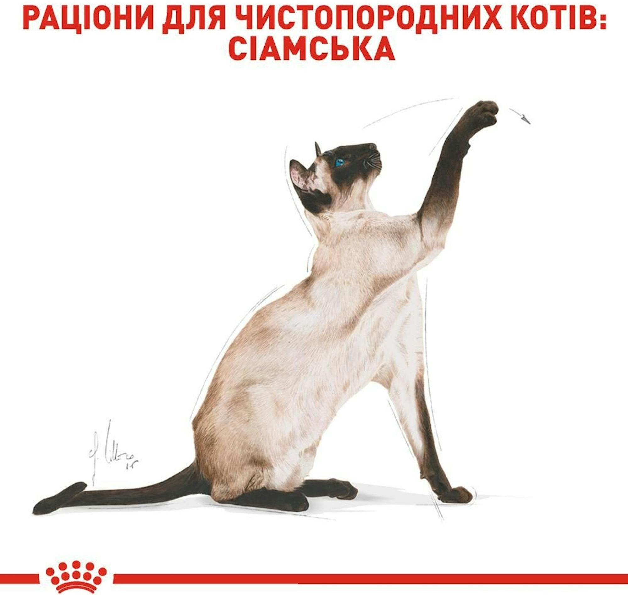 Сухий корм для котів породи Сіамська Royal Canin Siamese Adult 400гфото3