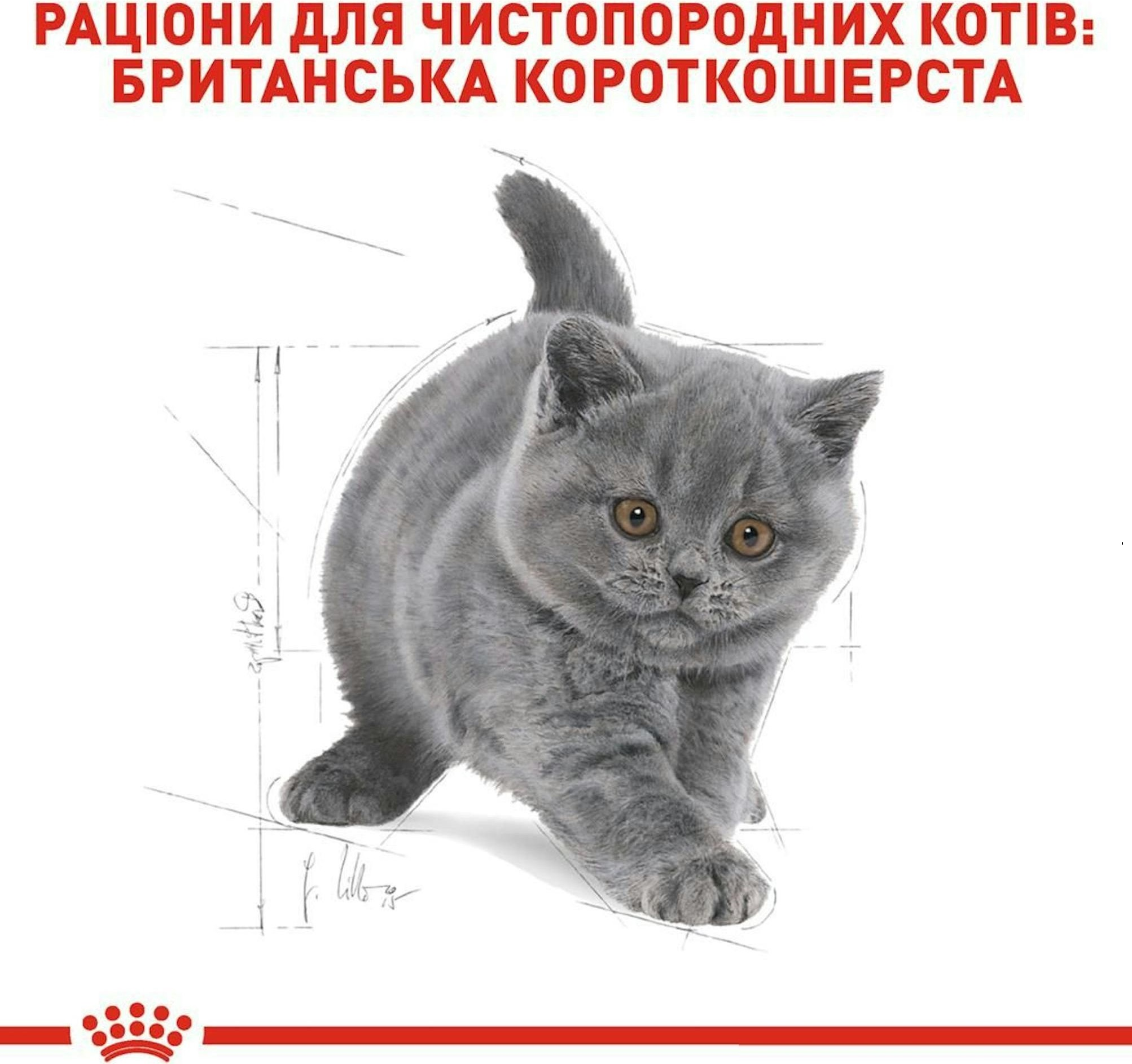 Сухой корм для котят породы Британская короткошерстная Royal Canin Kitten British Shorthair 400г фото 3