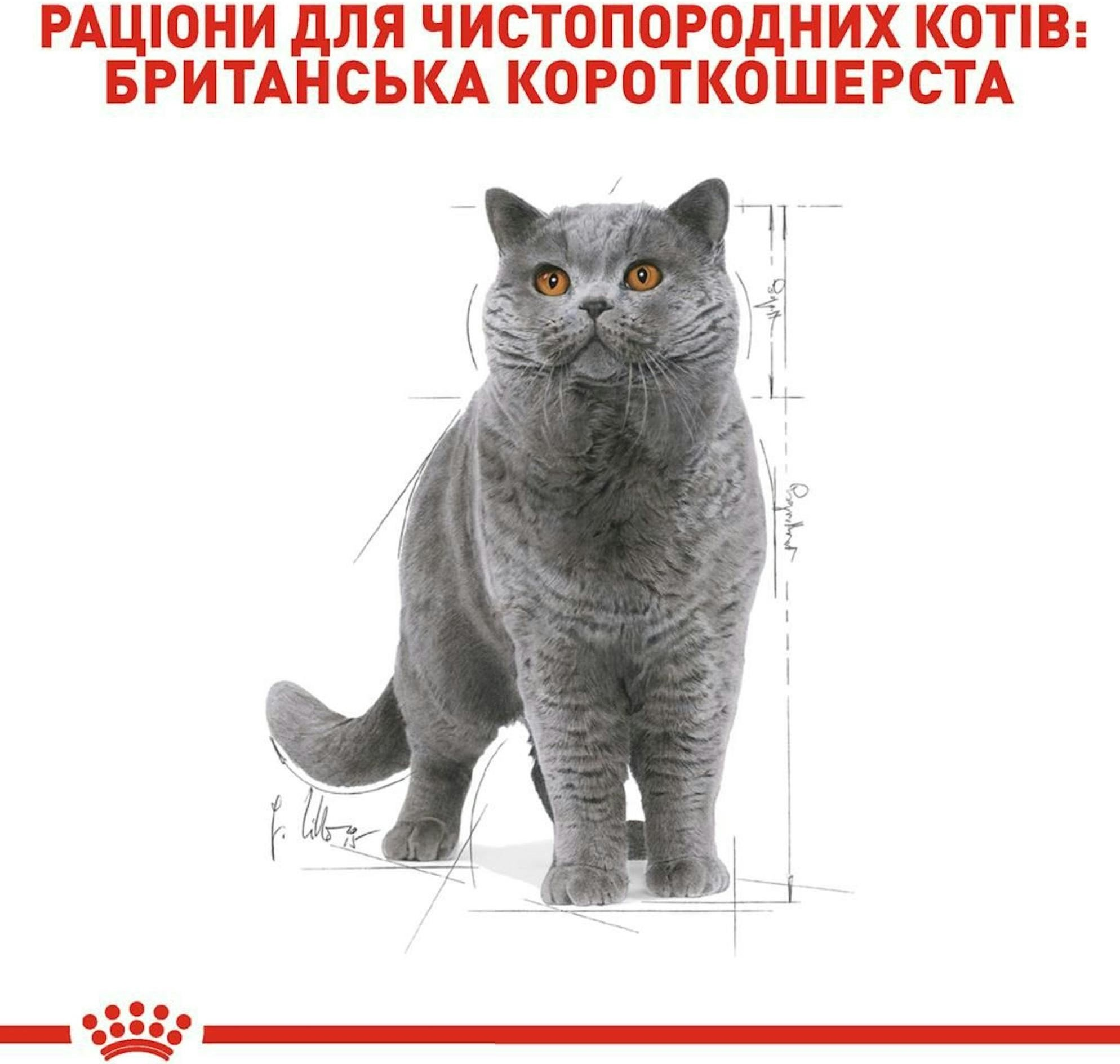 Сухий корм для котів породи Британська короткошерста Royal Canin British Shorthair Adult 400гфото3