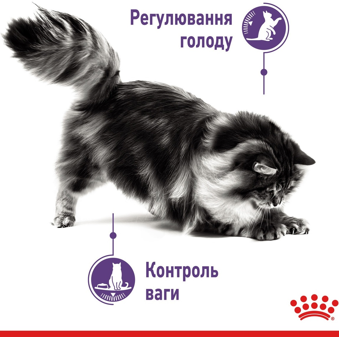 Влажный корм для котов Royal Canin Appetite Control Care 85г фото 4