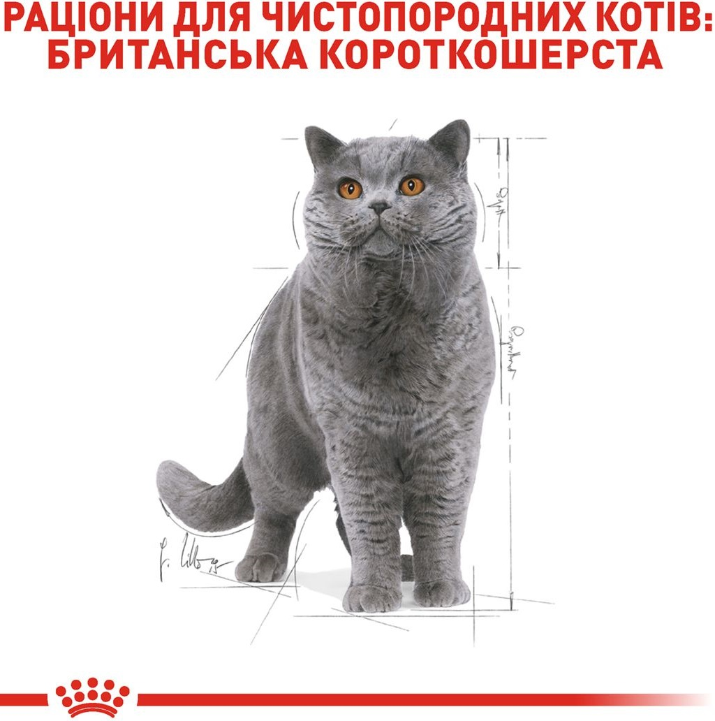 Вологий корм для котів породи Британська короткошерста Royal Canin British Shorthair Adult 85гфото3