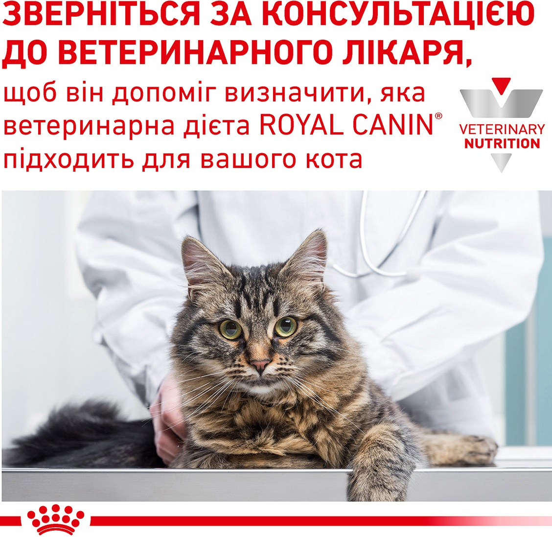 Сухой корм для котов Royal Canin Mature Consult Balance Feline 1.5кг фото 8