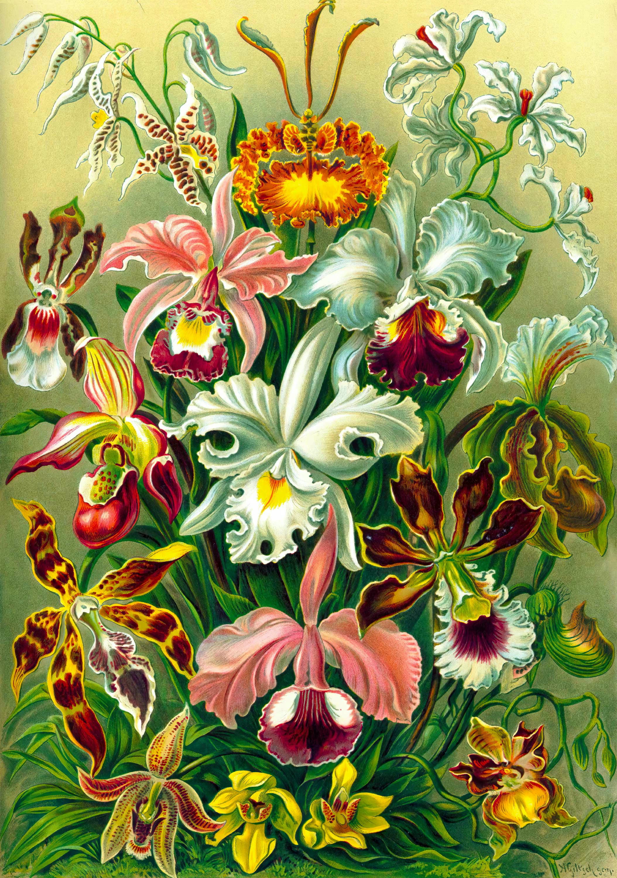 Пазл Ernst Haeckel Orchid 1000 ел. (5908305247531)фото9