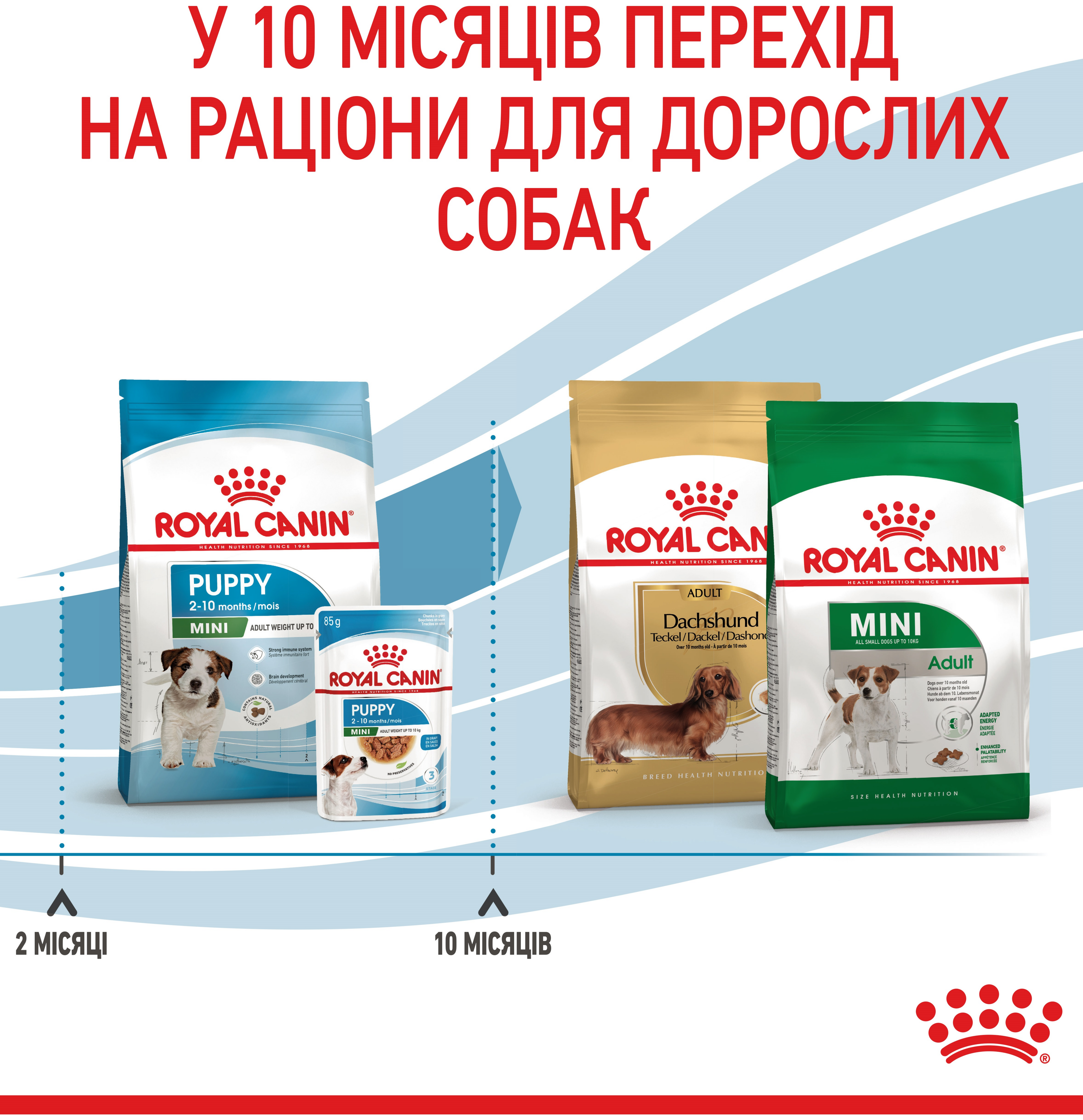 Набір для цуценят дрібних порід собак Сухий корм Royal Canin Puppy Mini 800г + Вологий корм Royal Canin Mini Puppy 85гфото9