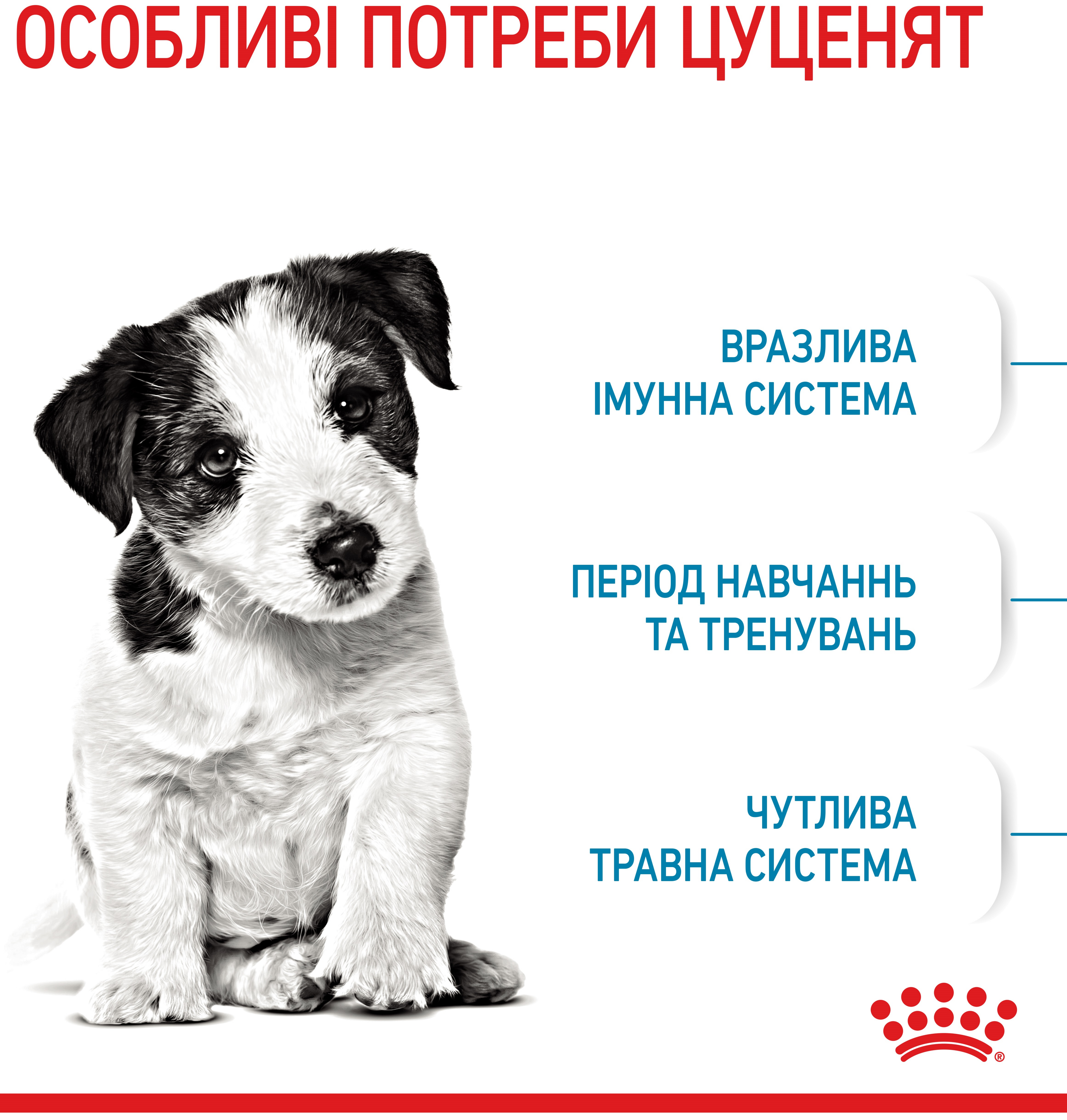 Набор для щенков мелких пород собак Сухой корм Royal Canin Puppy Mini 800г + Влажный корм Royal Canin Mini Puppy 85г фото 2