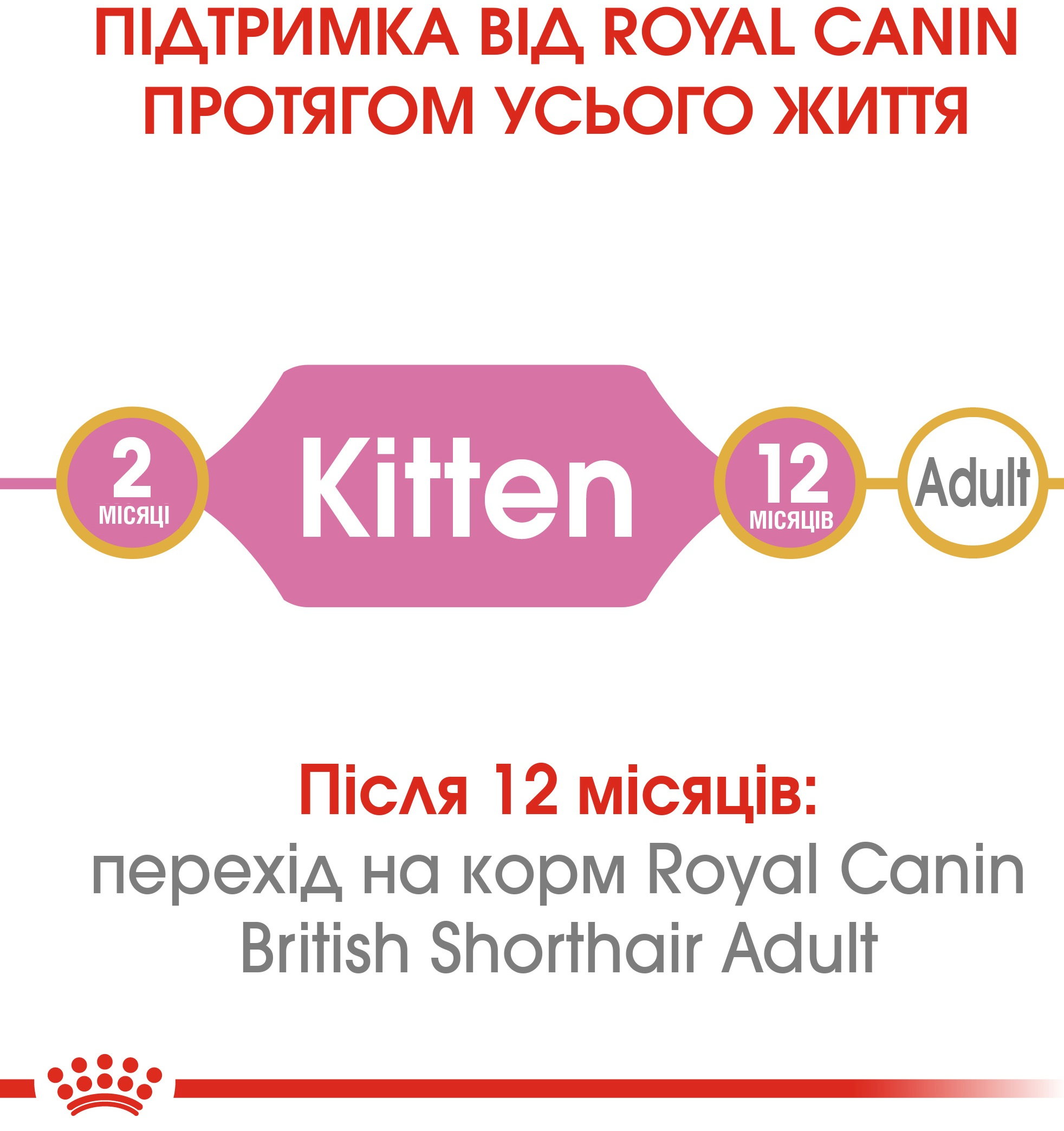 Набір для кошенят Сухий корм Royal Canin Kitten British Shorthair 400г + Вологий корм Royal Canin Kitten Sterilised 85гфото6