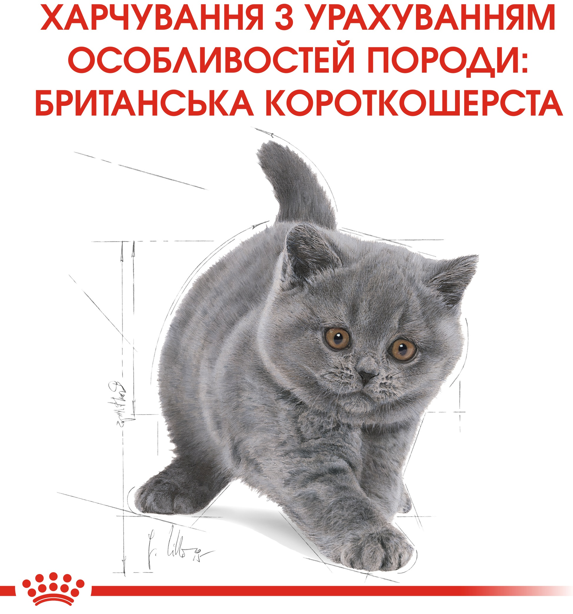 Набор для котят Сухой корм Royal Canin Kitten British Shorthair 400г + Влажный корм Royal Canin Kitten Sterilised 85г фото 2