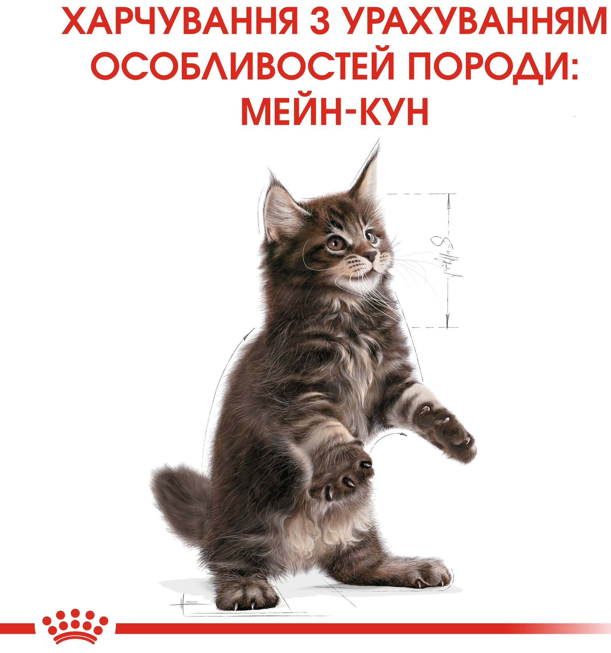 Набір для кошенят Сухий корм Royal Canin Mainecoon Kitten 400г + Вологий корм Royal Canin Kitten Sterilised 85гфото2