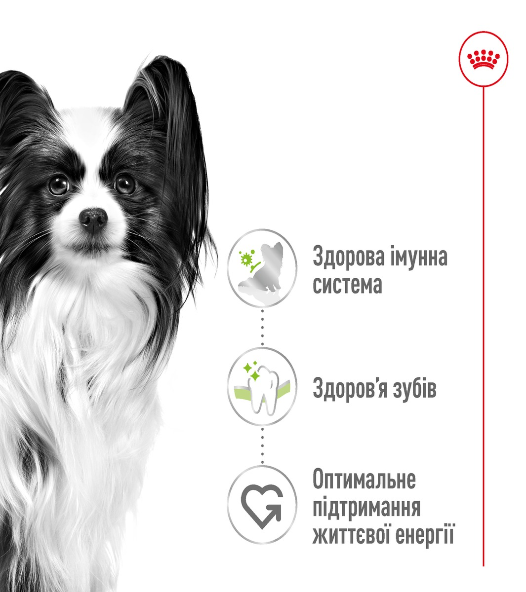 Сухий корм для собак Royal Canin X-Small Adult мініатюрних порід 3кг + годівниця у подарунокфото3