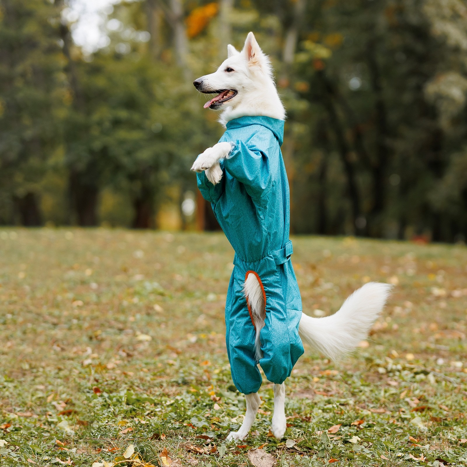 Дощовик для такс Pet Fashion Rain розмір S бірюзовийфото