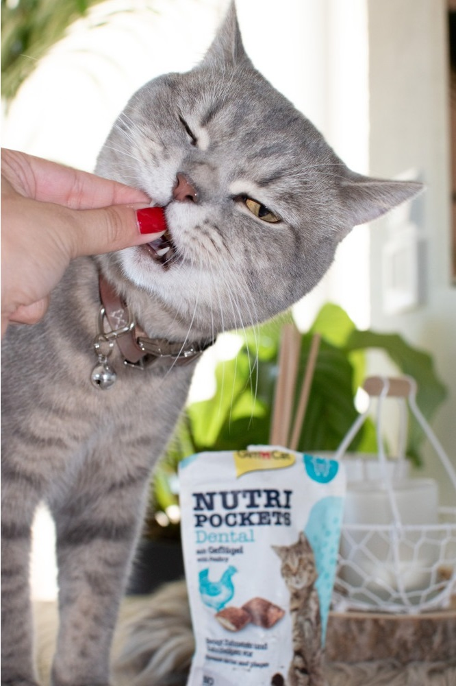 Лакомство для котов GimCat Nutri Pockets Dental для зубов 60 г фото 5