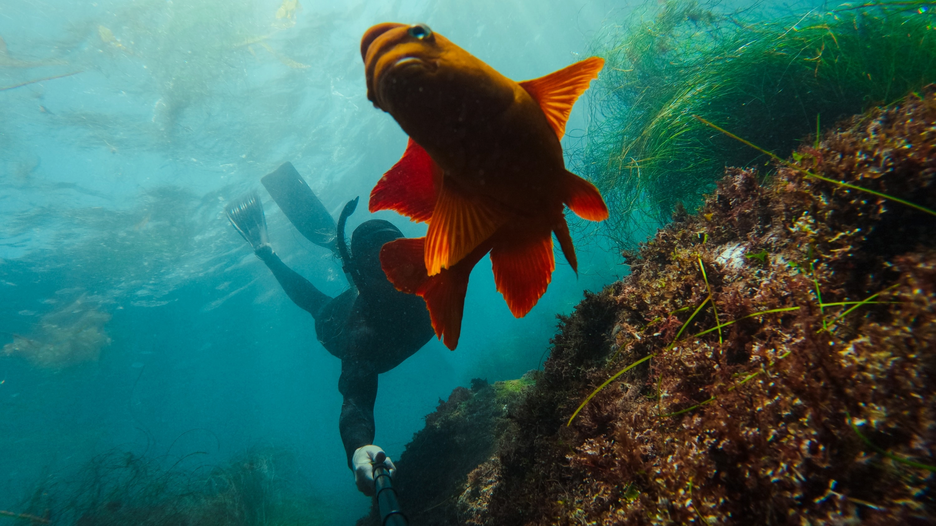 Монопод телескопический GoPro + водонепроницаемый пульт управления (AGXTS-002-EU) фото 10