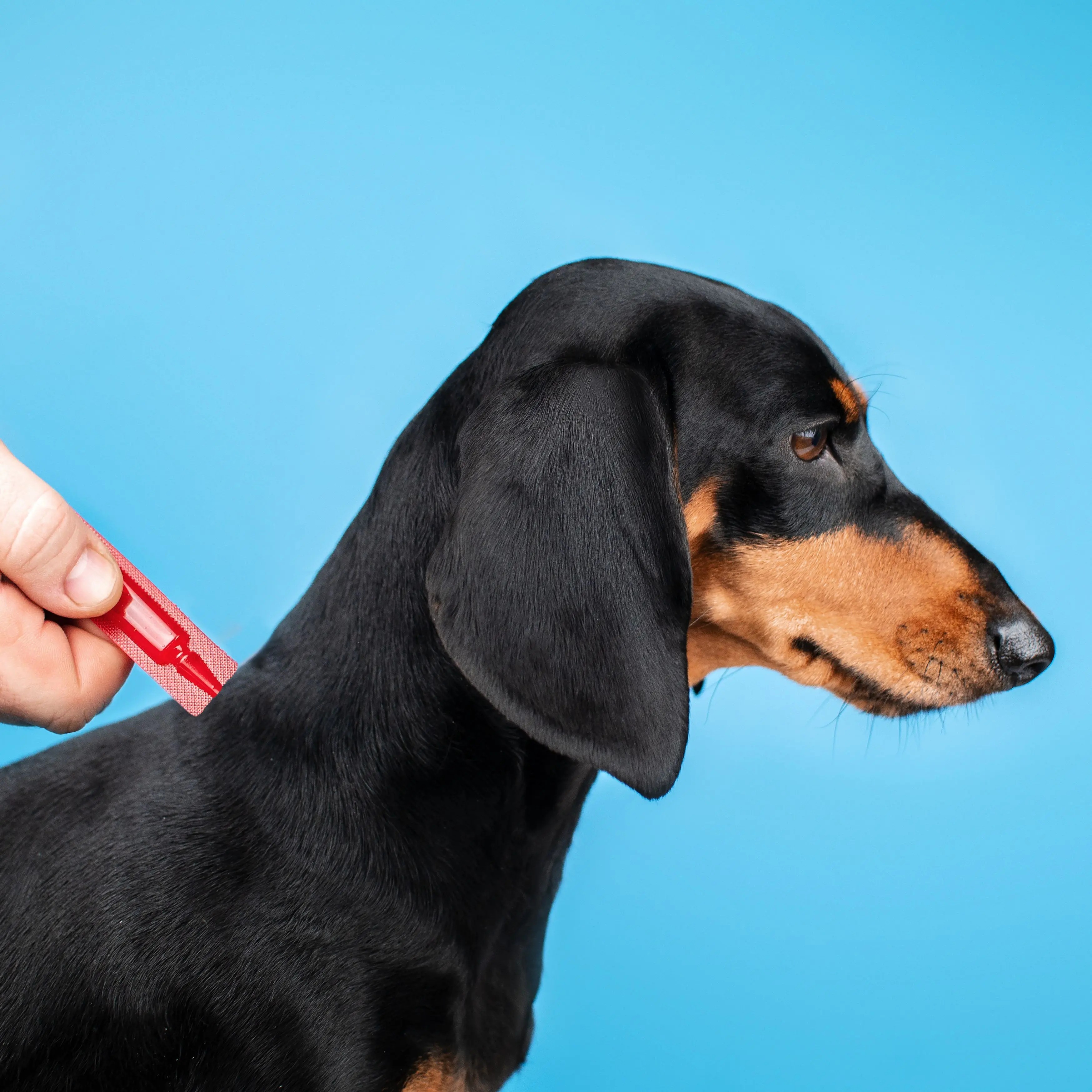 Краплі для собак 20-40 кг інсектоакарицид ProVET Profiline 4 піпетки по 3,0 млфото5