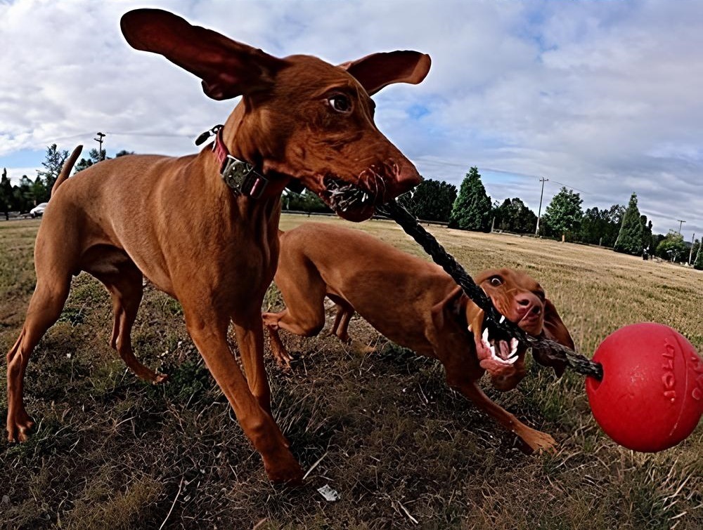 Игрушка для собак Jolly Pets Romp-n-Roll мяч с канатом средний красный (606RD) фото 4