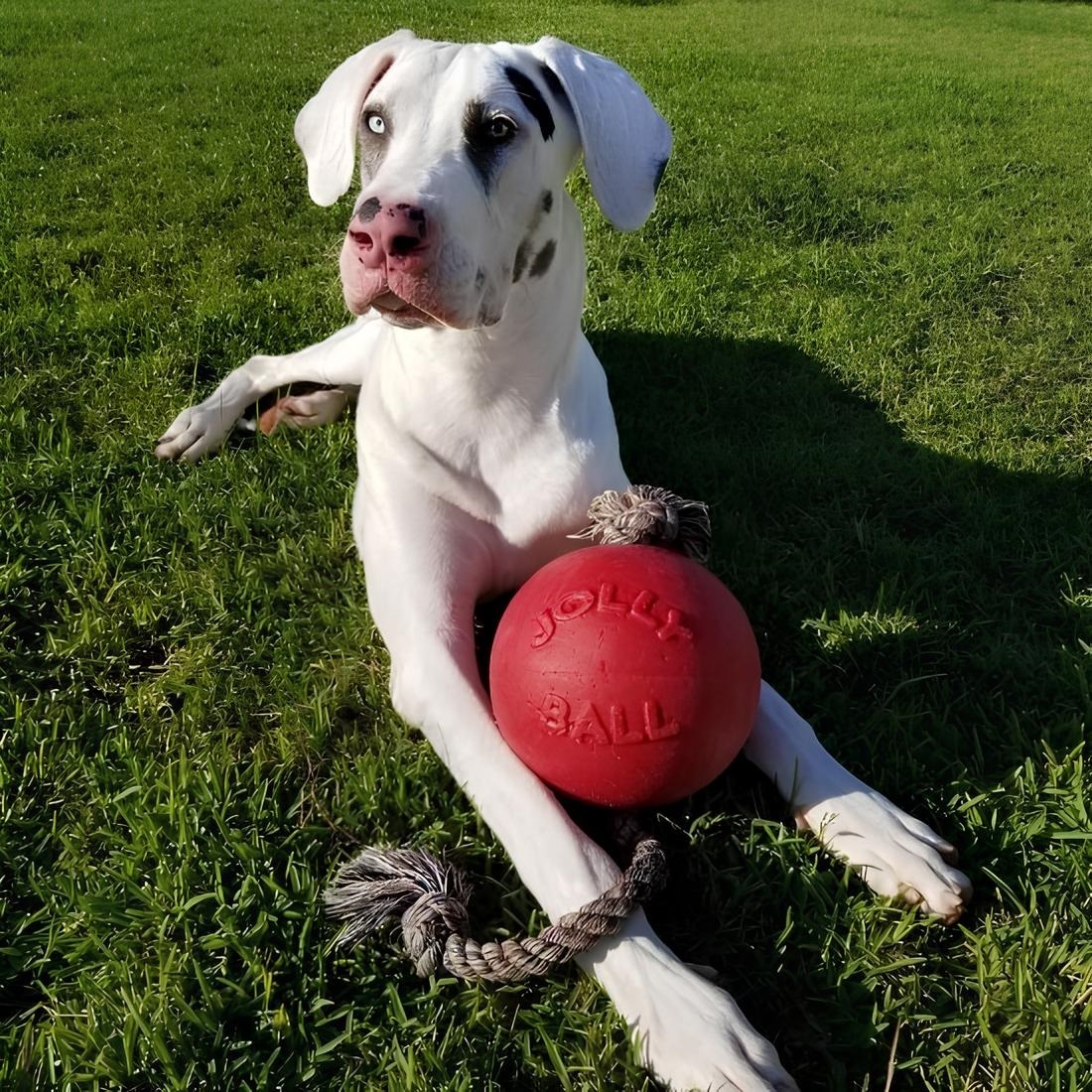 Игрушка для собак Jolly Pets Romp-n-Roll мяч с канатом большой красный (608RD) фото 2