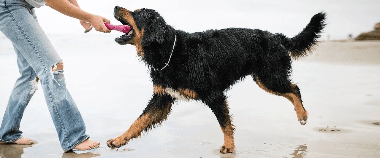 Іграшка для собак West Paw Drifty Large Дріфті кістка велика червона 21,5 смфото