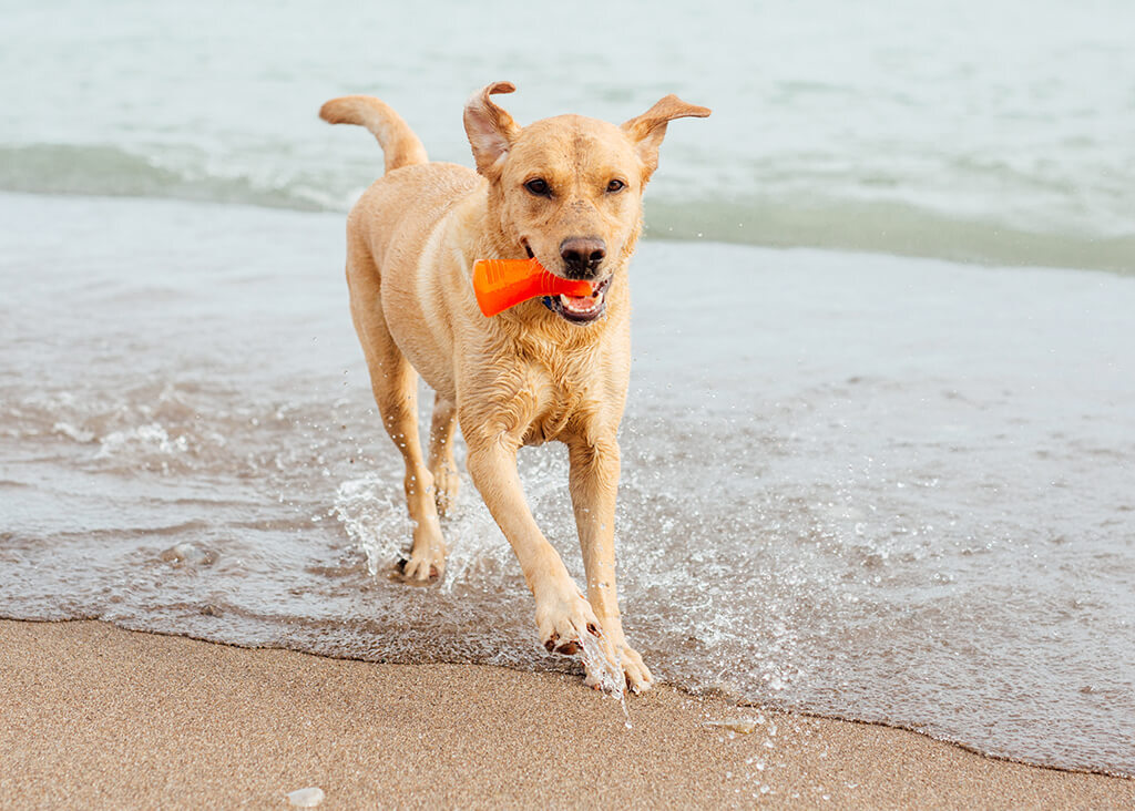 Іграшка для собак Outward Hound Bionic Opaque Bone кістка середня оранжевафото3