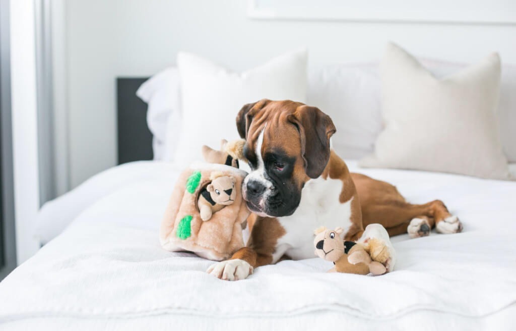 Іграшка інтерактивна для собак Outward Hound Білка-Схованка велика коричневафото4