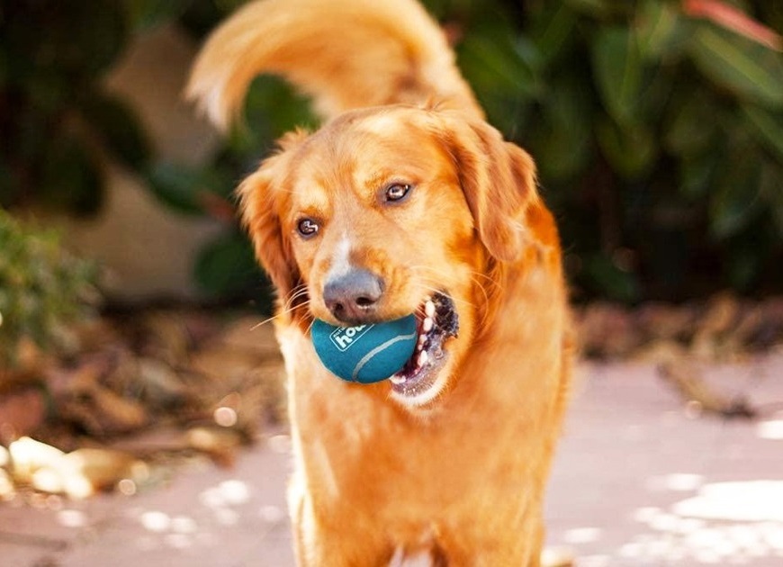 Іграшка-пищалка для собак Outward Hound Тенісні м'ячі маленькі різнокольорові 4штфото9