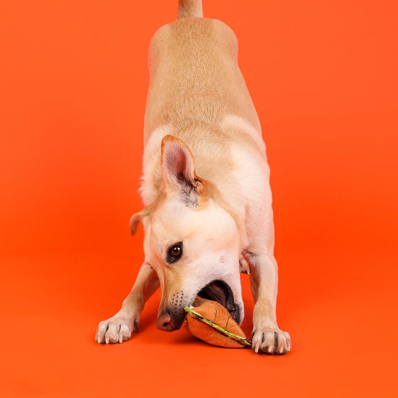 Іграшка-пищалка для собак Outward Hound Xtreme Лев маленький помаранчевийфото4