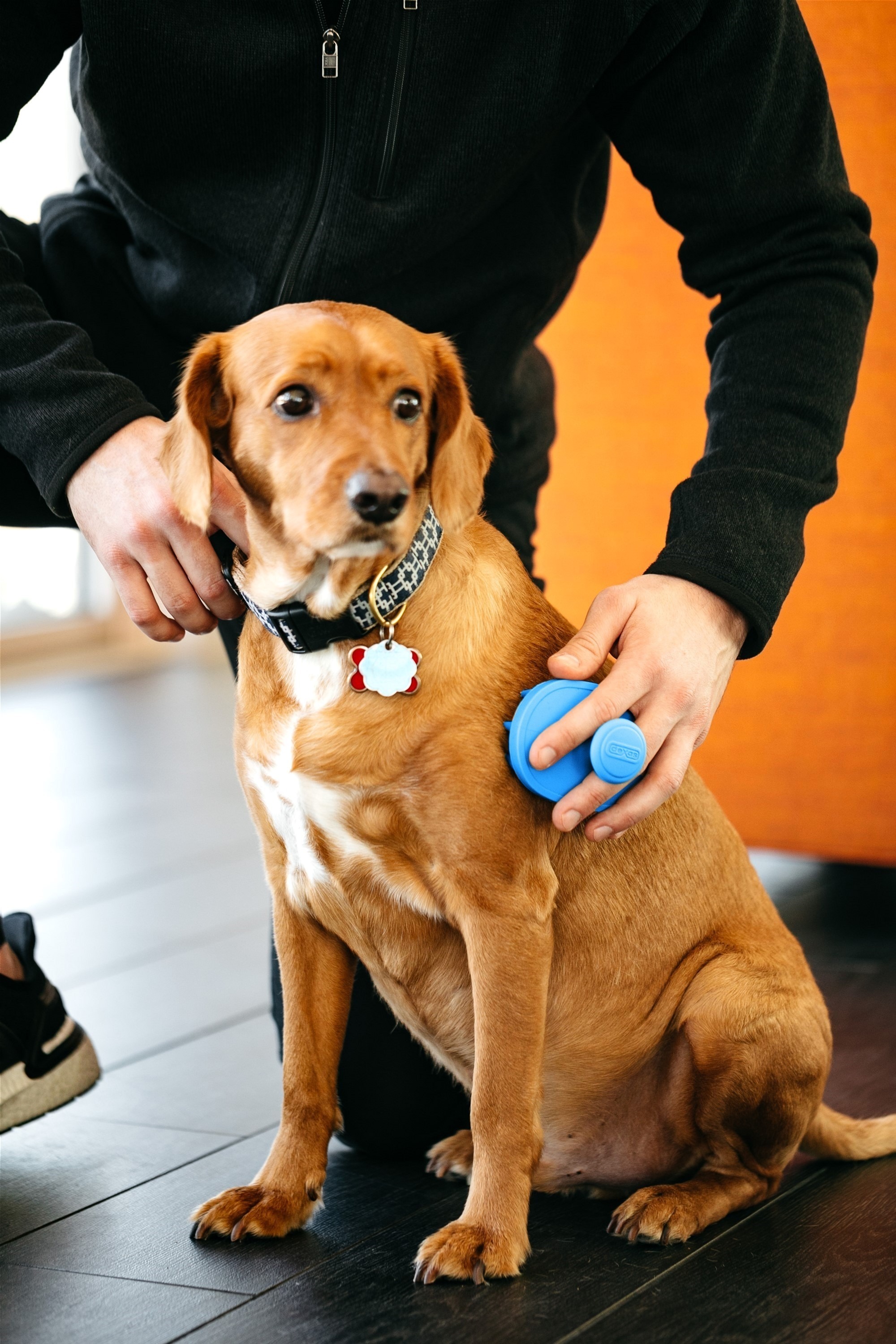 Щетка купания для собак Dexas Brushbuster голубая фото 4