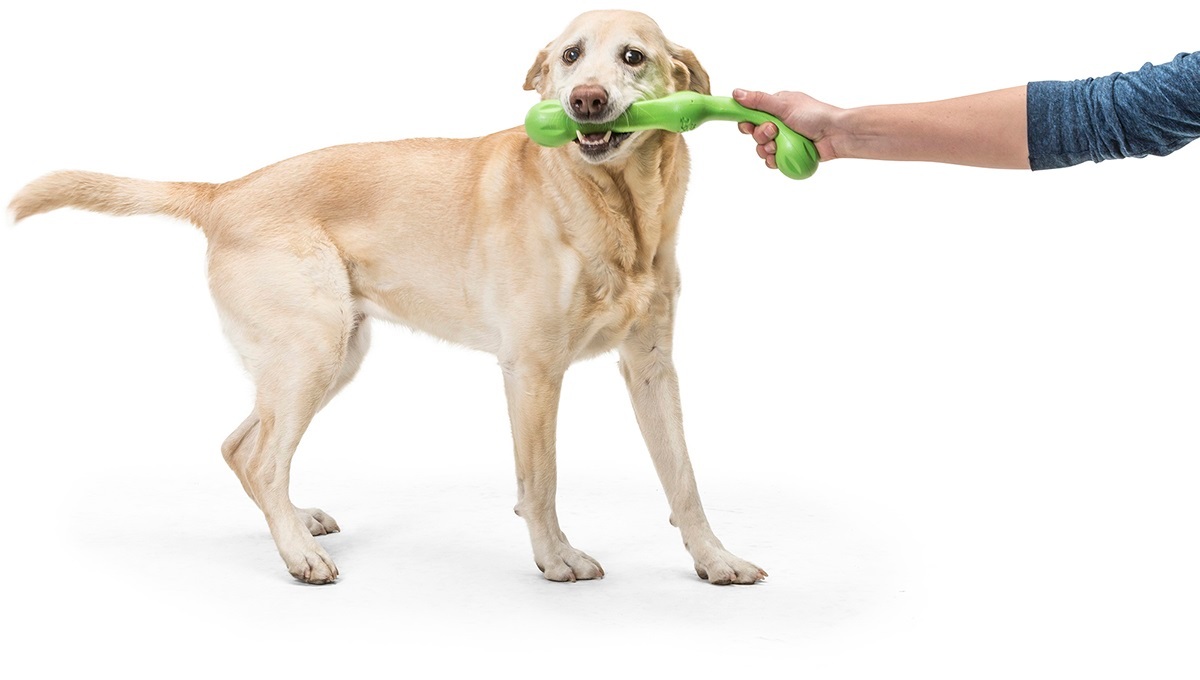 Игрушка для собак West Paw Zwig Large Jungle ветка большая 35см зеленая фото 5