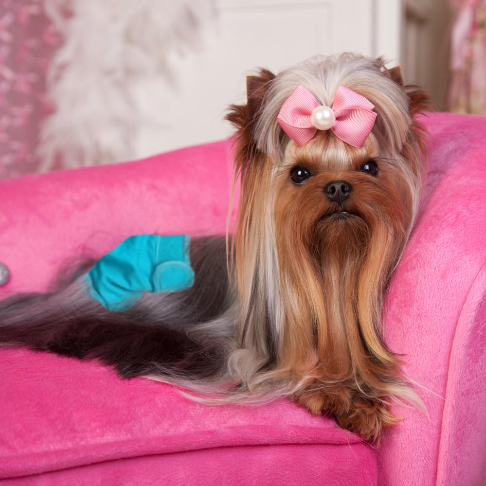 Гігієнічна підкладка для тварин Simple Solution Washable Diaper Small багаторазова малафото3