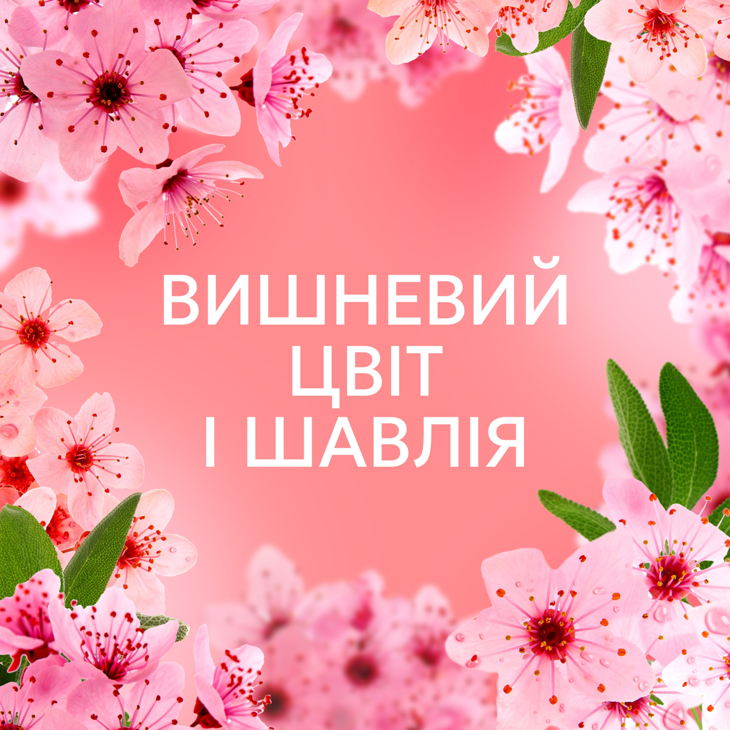 Кондиционер для белья Lenor вишневый цвет и шалфей 675мл фото