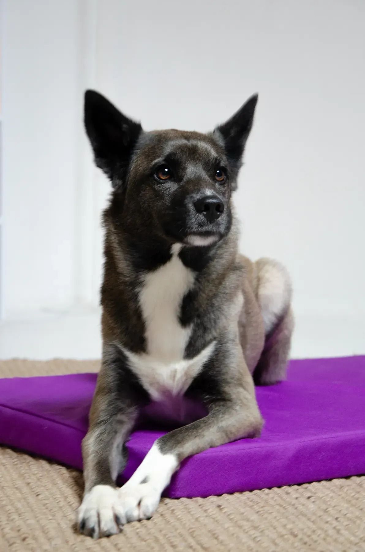 Матрац Lucky Pet №1 Харлей Фіолетовий 40x50x5фото3