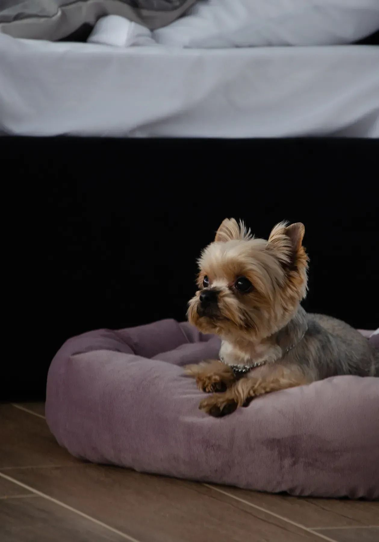 Лежак Lucky Pet №2 Фелікс Рожевий 48x58x12фото