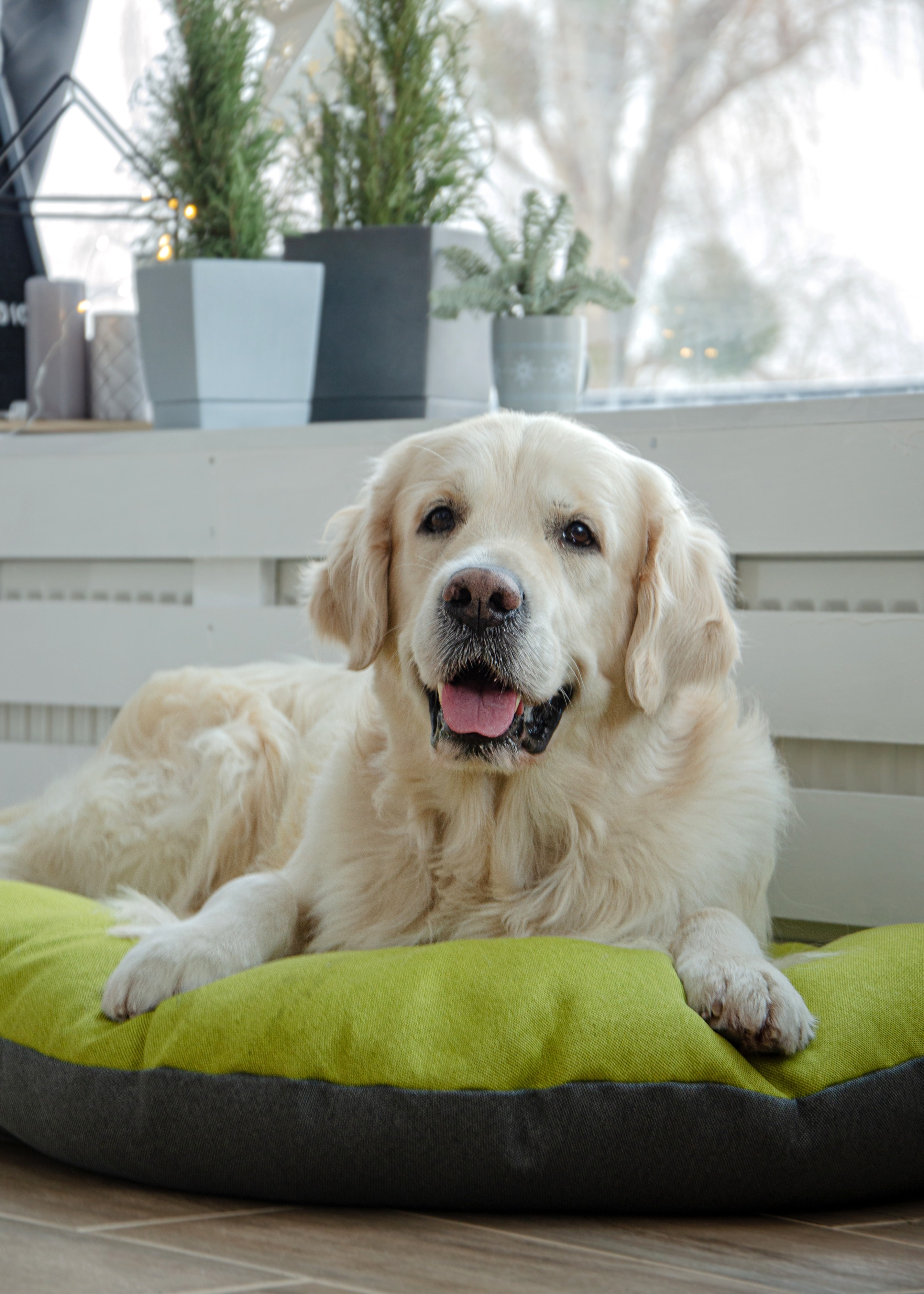 Лежак-Подушка Lucky Pet №1 Морфей Салатовый 40x50 фото 4