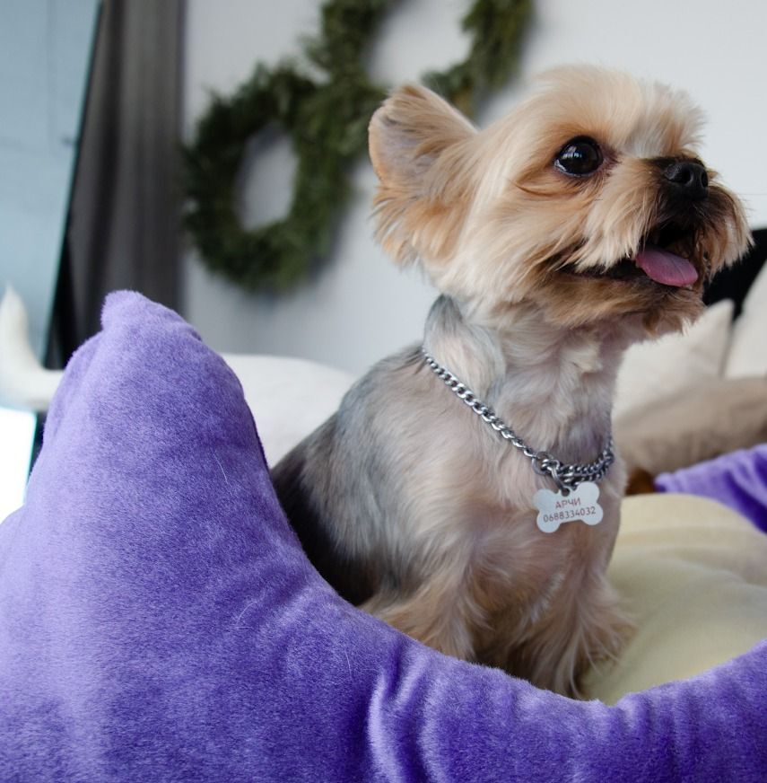 Лежак Lucky Pet №1 Рольф Фіолетово-кремовий 40x50x22фото