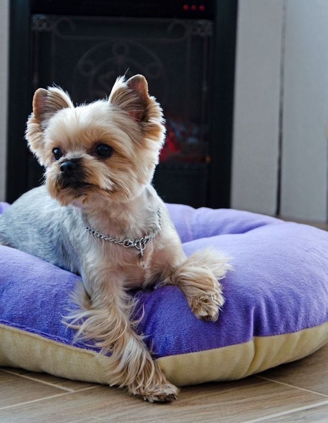 Лежак-Подушка Lucky Pet №1 Зефир Фиолетово-кремовый 40x50 фото 4