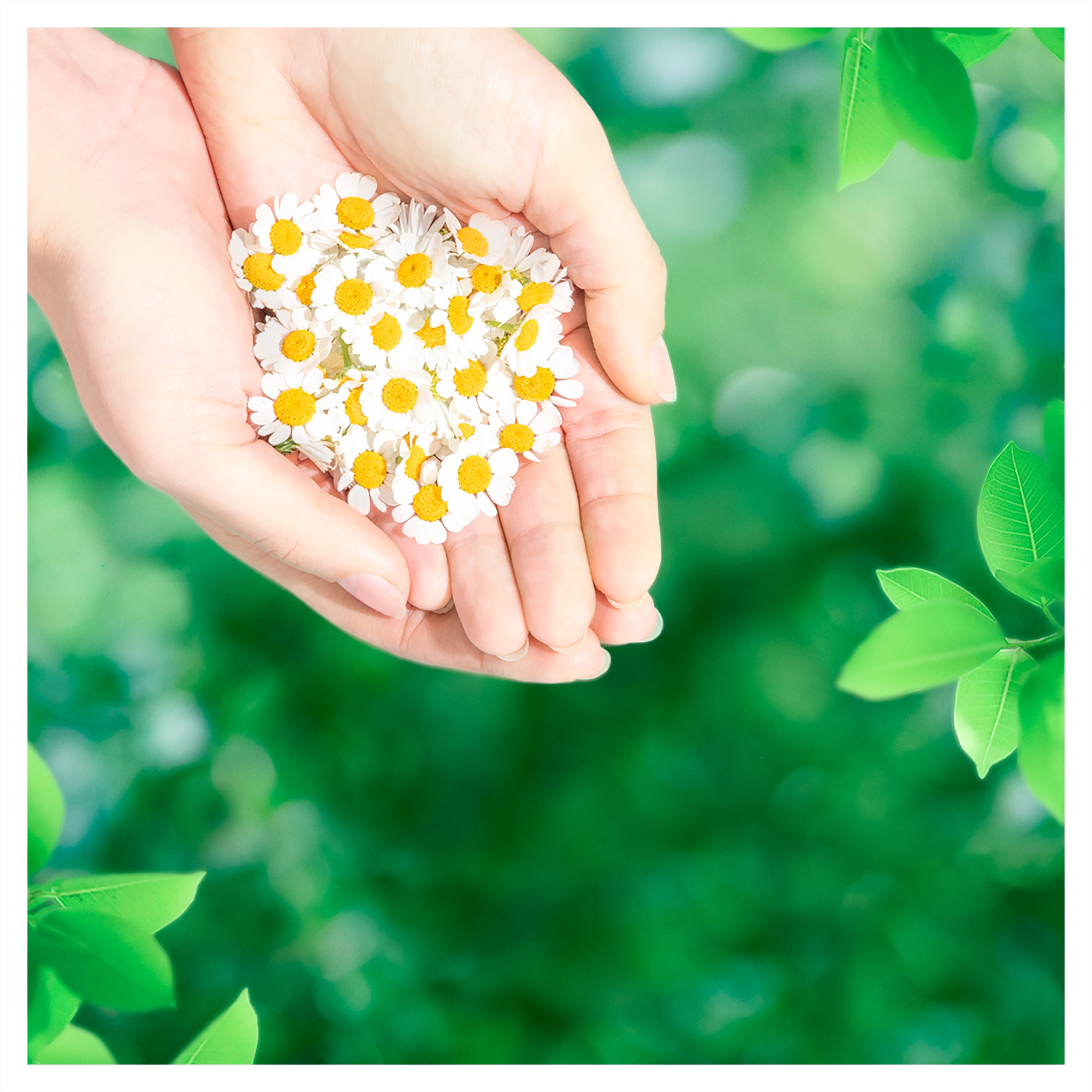 Гігієнічні прокладки Naturella Ultra Normal Plus 9 штфото