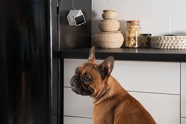 Компактна HD-камера Petcube Camфото