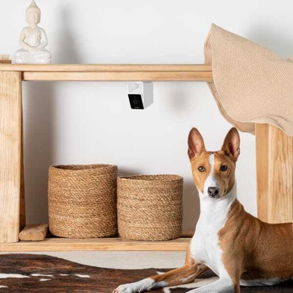 Компактна HD-камера Petcube Camфото