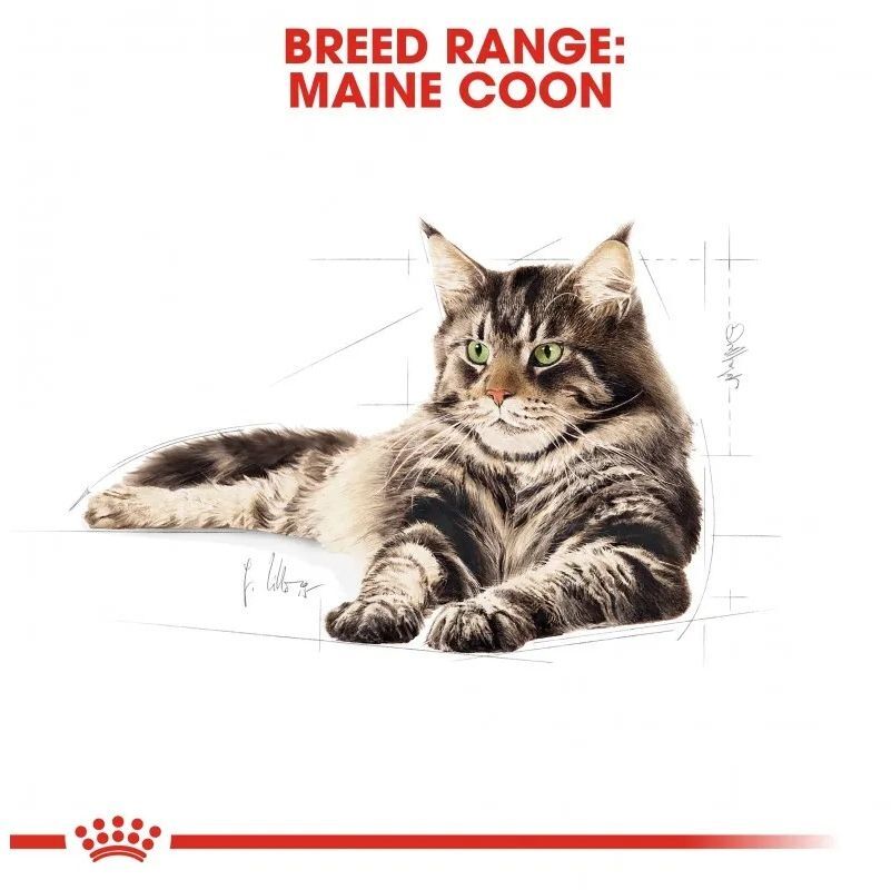 Сухой корм для взрослых котов Royal Canin Mainecoon Adult 4 кг фото 3
