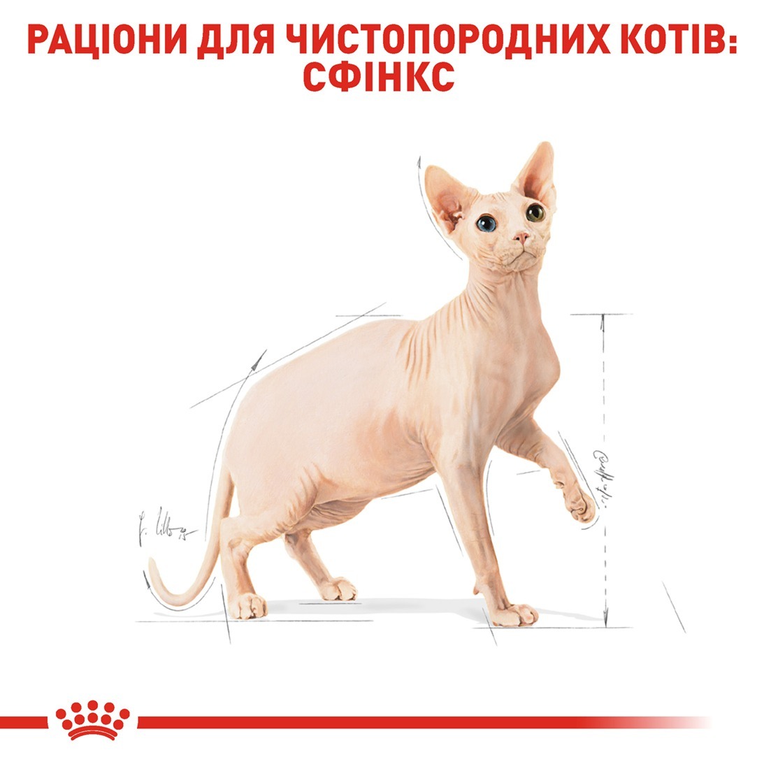Сухой корм для взрослых кошек Royal Canin Sphynx Adult 400 г фото 5