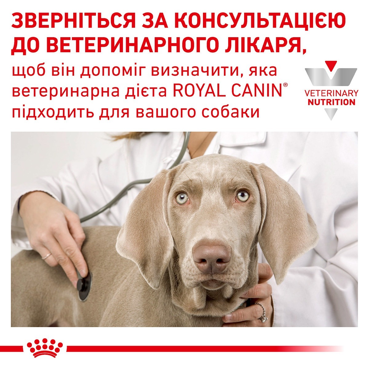 Сухий корм для собак Royal Canin Anallergenic 3 кгфото5