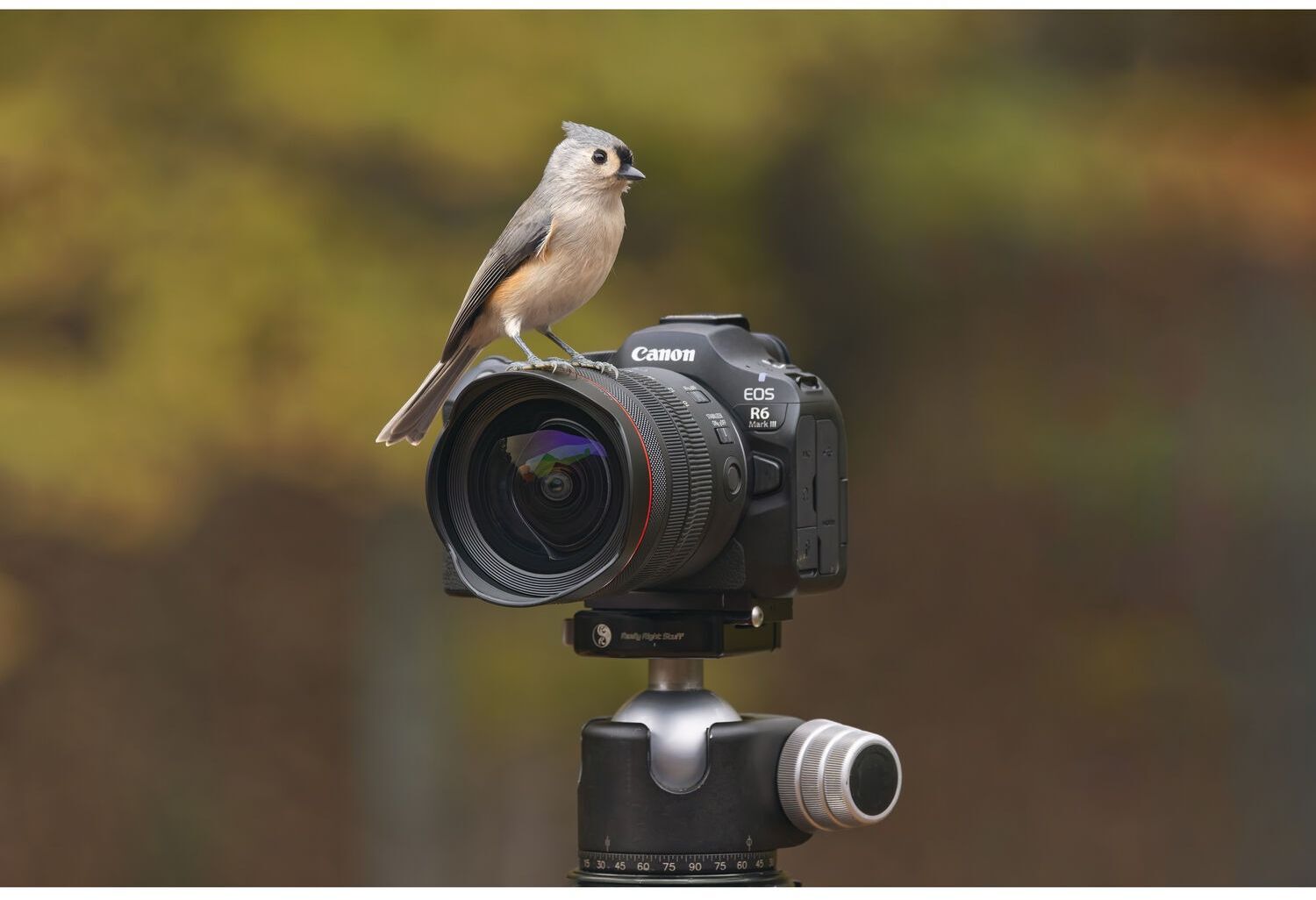 Фотоапарат CANON EOS R6 Mark III Body (7084C035)фото11