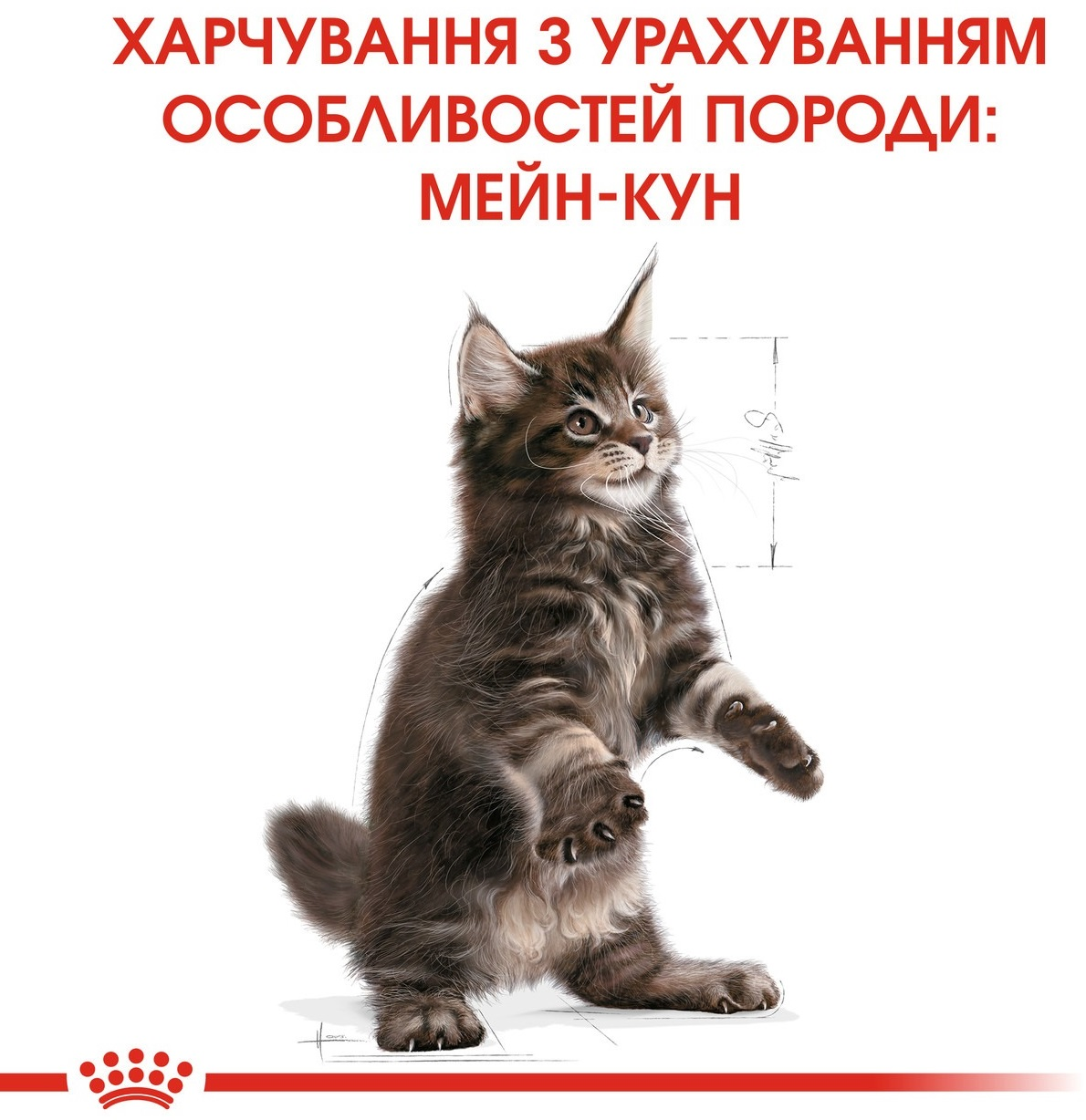 Промонабір Сухий корм для кошенят породи Мейн-Кун Royal Canin Mainecoon Kitten 2кг + Wet Kitten Loaf 85г х 4штфото
