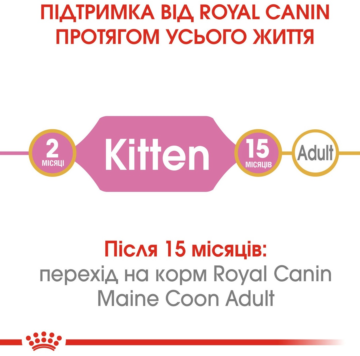 Промонабір Сухий корм для кошенят породи Мейн-Кун Royal Canin Mainecoon Kitten 2кг + Wet Kitten Loaf 85г х 4штфото