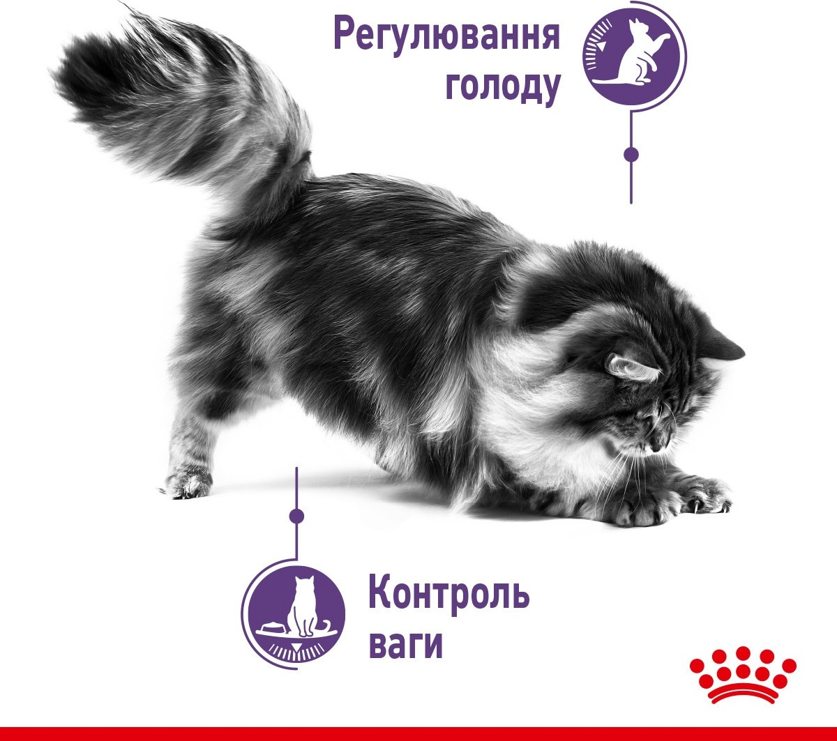 Промонабір Сухий корм для кішок Royal Canin Appetite Control для контролю аппетиту 2кг+ Wet Appetite Contr Cig 8 г х 4штфото3