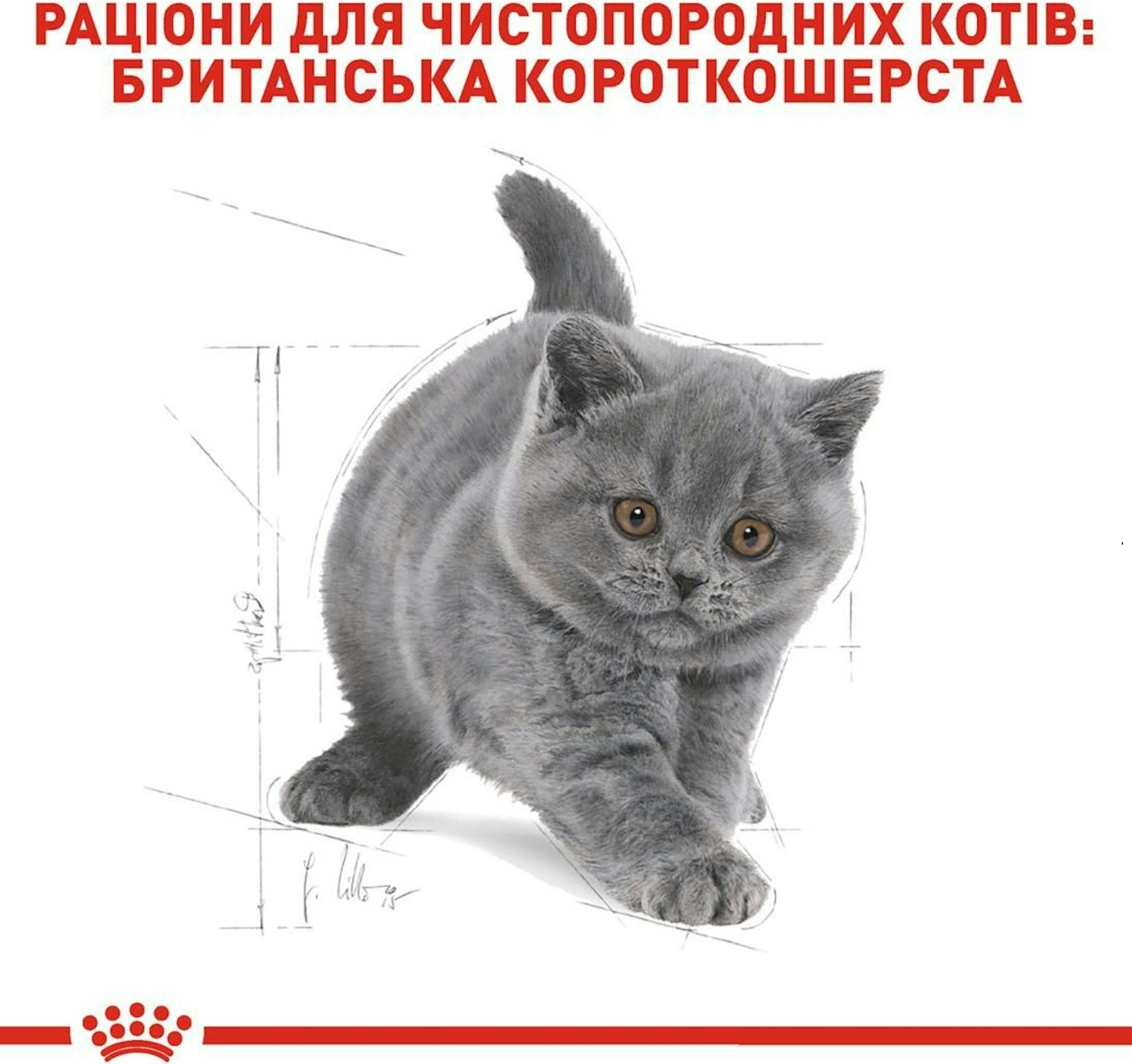 Промонабір Сухий корм для кошенят Royal Canin Kitten British Shorthair 2кг + Wet Kitten Loaf 85г х 4штфото3